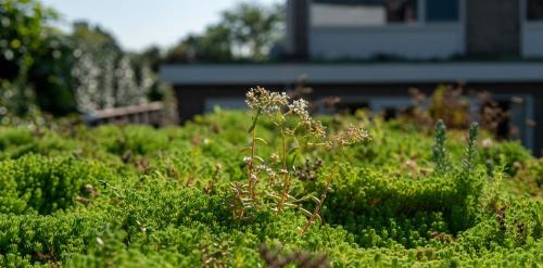 naturegreenroof